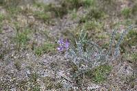 Astragalus mollissimus image