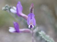 Astragalus mollissimus var. irolanus image