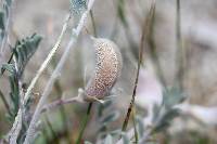 Astragalus mollissimus image