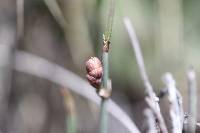 Ephedra compacta image