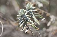 Buddleja perfoliata image