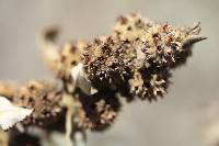 Buddleja perfoliata image