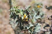 Mahonia trifolia image