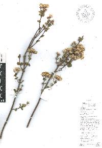 Ageratina irrasa image