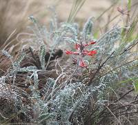 Astragalus helleri image