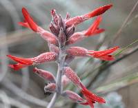Astragalus helleri image