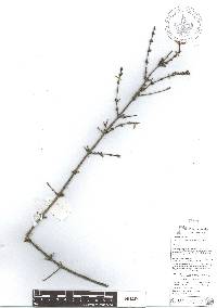 Vesalea floribunda image