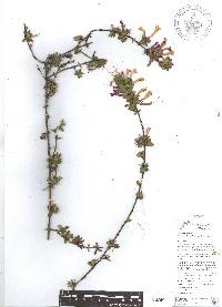 Vesalea floribunda image