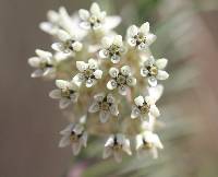 Asclepias linaria image