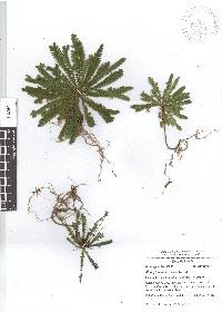 Biophytum dendroides image