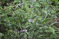 Solanum pubigerum image