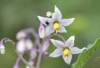 Solanum pubigerum image