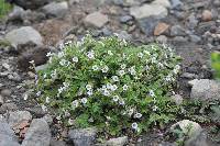 Phacelia platycarpa image