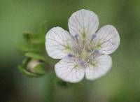 Phacelia platycarpa image