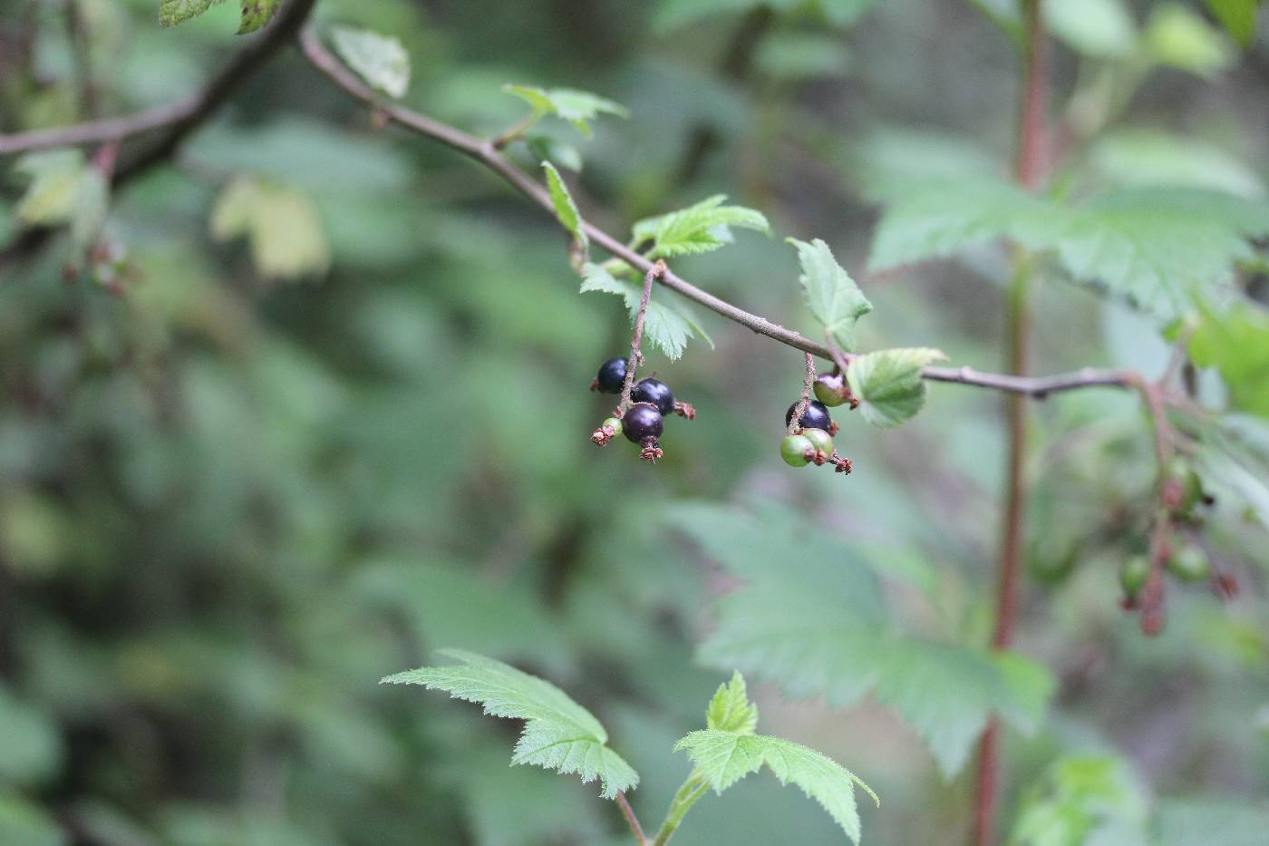 Ribes ciliatum image