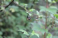 Ribes ciliatum image