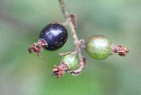 Ribes ciliatum image