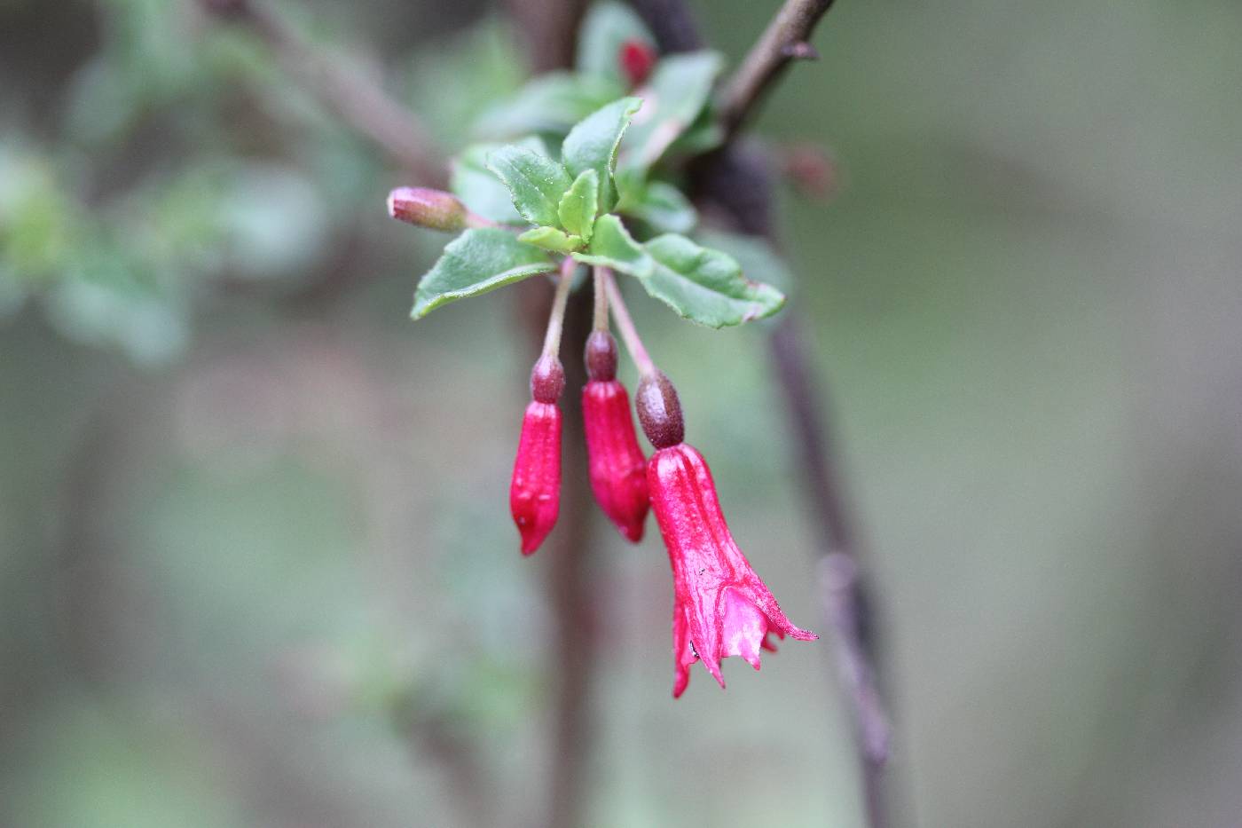 Fuchsia microphylla subsp. microphylla image