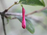 Lonicera mexicana image