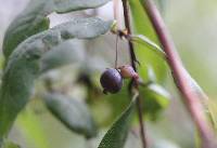 Lonicera mexicana image