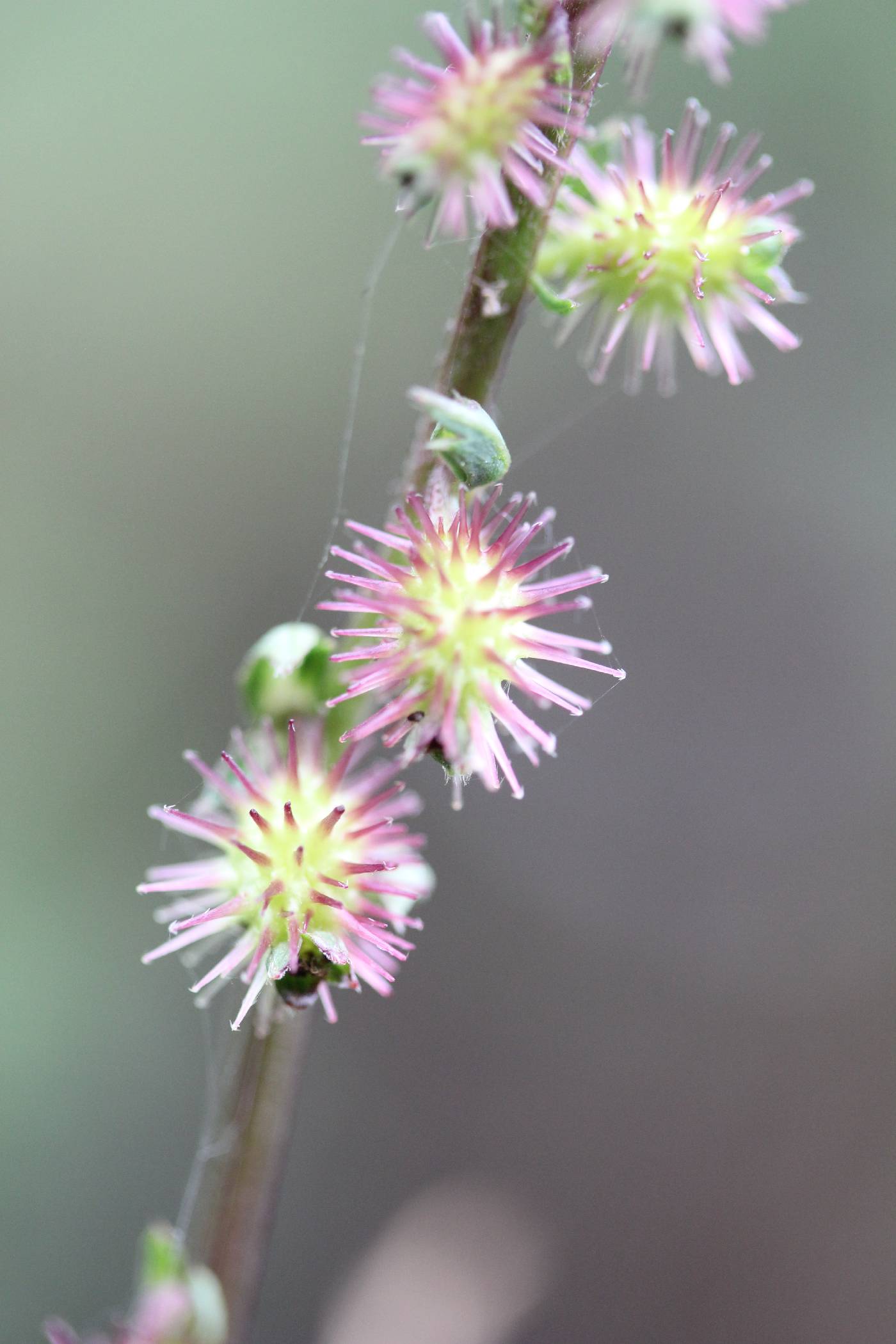 Acaena elongata image