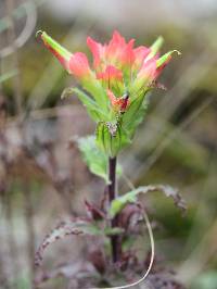 Castilleja falcata image