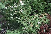 Viburnum tiliifolium image