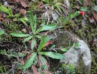 Oenothera epilobiifolia image
