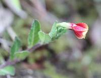 Oenothera epilobiifolia image
