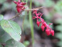 Gaultheria erecta image