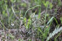 Gaultheria myrsinoides image