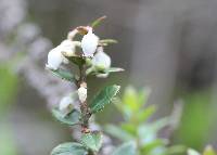 Gaultheria myrsinoides image