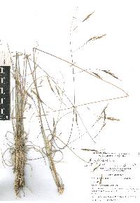 Aristida schiedeana image