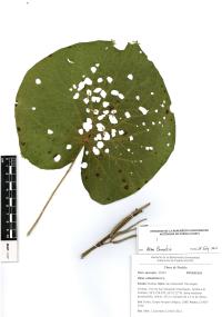 Lepianthes peltata image