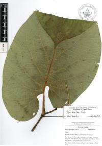 Piper auritum image