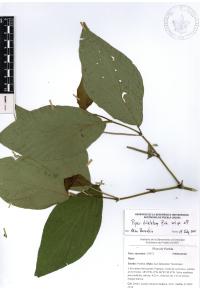 Piper dilatatum image