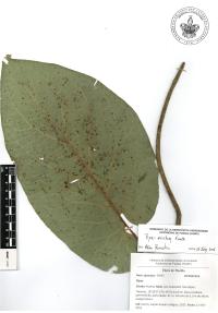 Piper auritum image