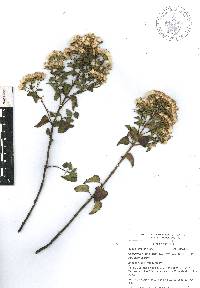 Ageratina espinosarum image