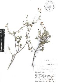 Salvia thymoides image
