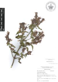 Salvia polystachia image