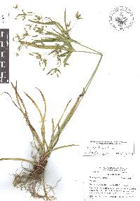 Cyperus laxus image