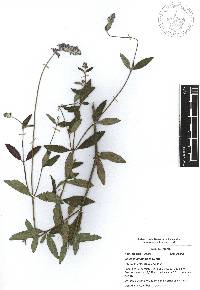 Salvia lavanduloides image