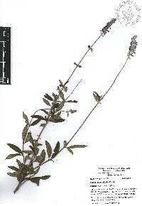 Salvia lavanduloides image