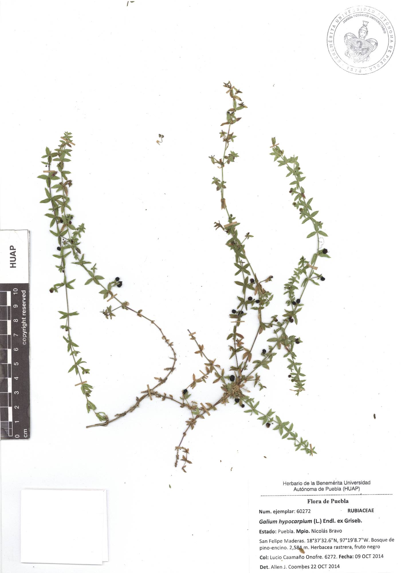 Galium hypocarpium image