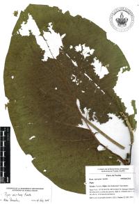 Piper auritum image