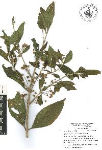 Lippia myriocephala image