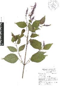 Salvia purpurea image