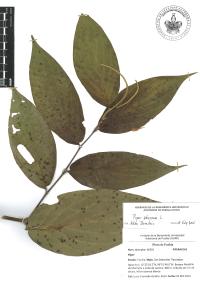 Piper aduncum image