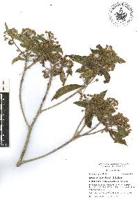 Lippia myriocephala image