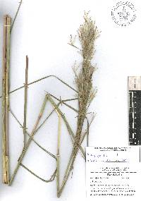 Andropogon bicornis image